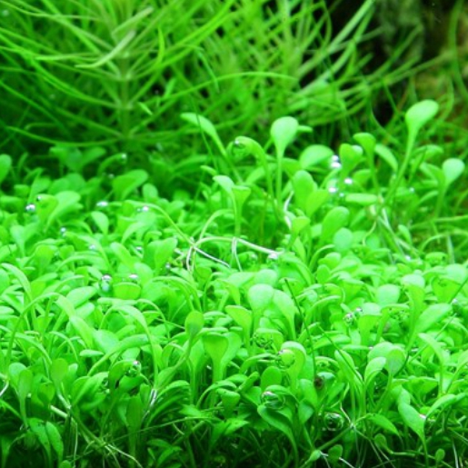 Glossostigma elatinoides