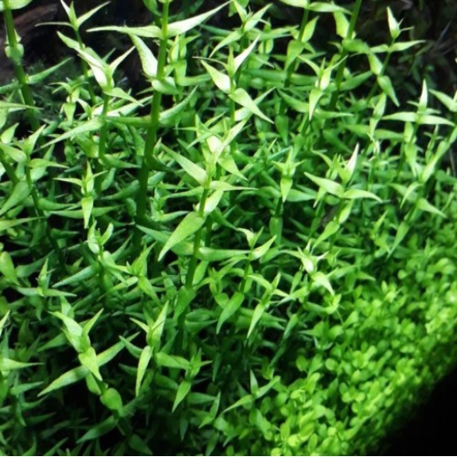 Gratiola viscidula