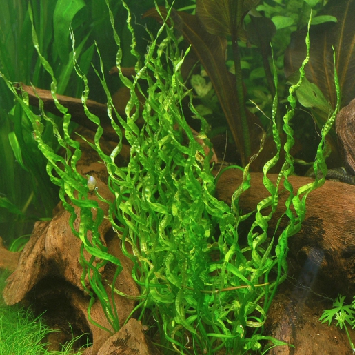 Helanthium bolivianum 'vesuvius'