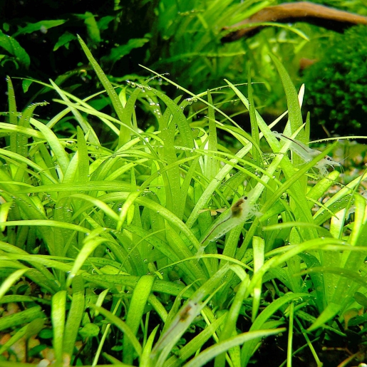 Helanthium tenellum parvulum