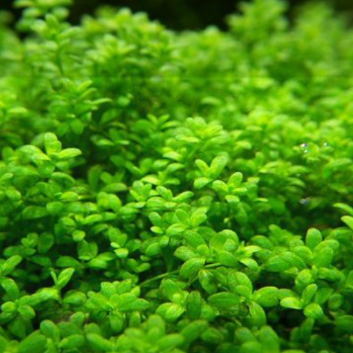 Hemianthus callitrichoides 'Cuba'