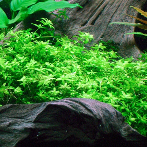 Hemianthus micranthemoides