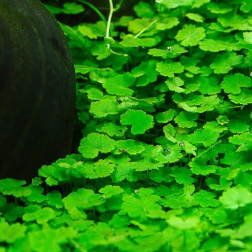 Hydrocotyle sibthorpioides (maritima)