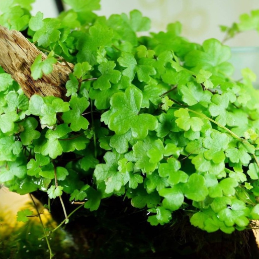 Hydrocotyle tripartita