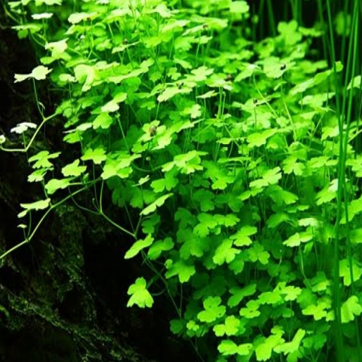 Hydrocotyle tripartita 'mini'