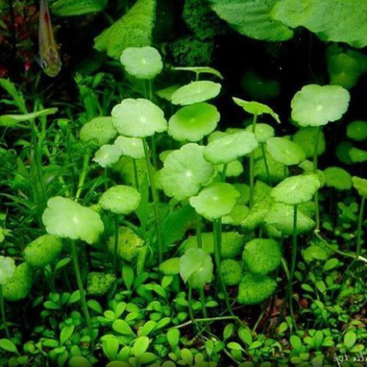 Hydrocotyle verticillata