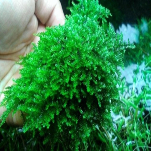Hydropogonella Gymnostoma - Queen Moss