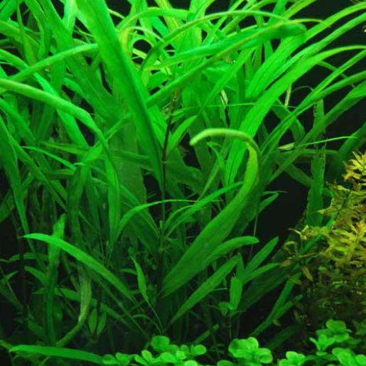 Hygrophila angustifolia