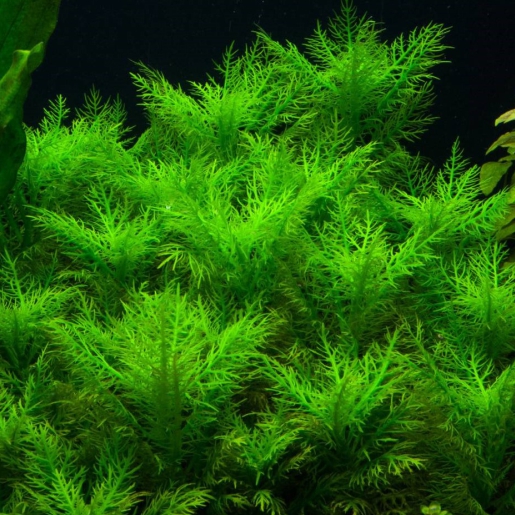 Hygrophila balsamica