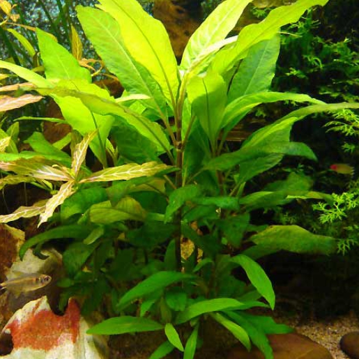 Hygrophila corymbosa