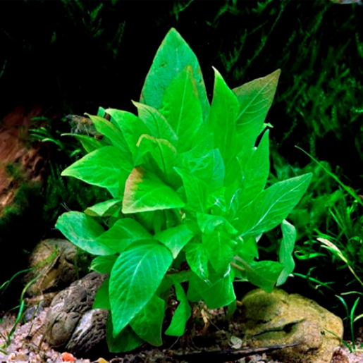 Hygrophila corymbosa 'Compact'