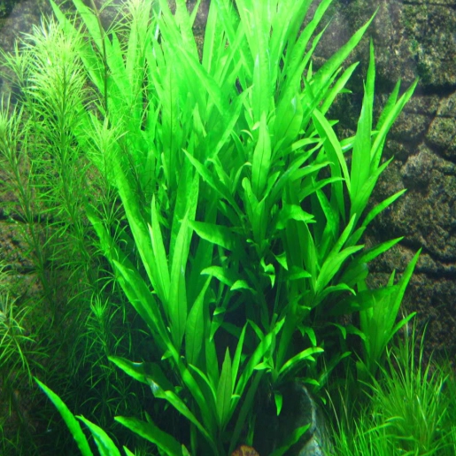 Hygrophila corymbosa 'stricta'