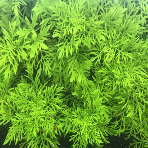 Hygrophila difformis
