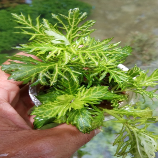 Hygrophila difformis variegata