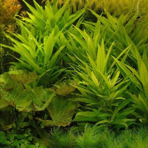 Hygrophila Guianensis