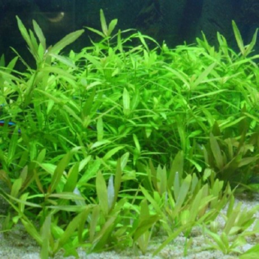 Hygrophila polysperma