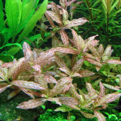 Hygrophila polysperma rosanervig 'sunset'