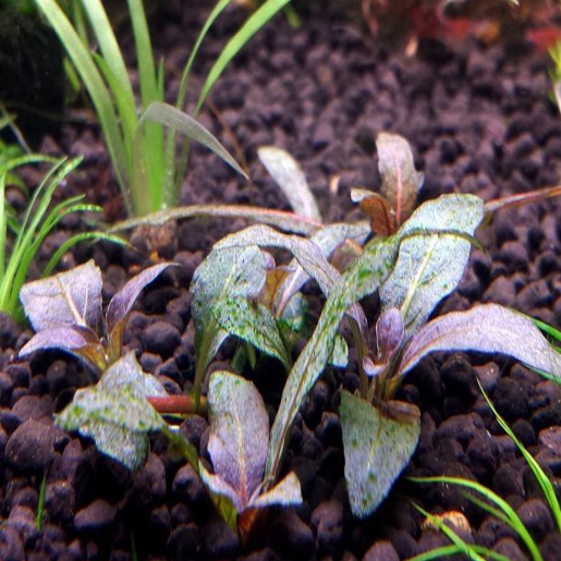 Hygrophila Purple