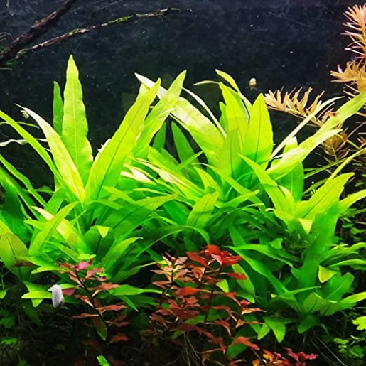 Hygrophila salicifolia