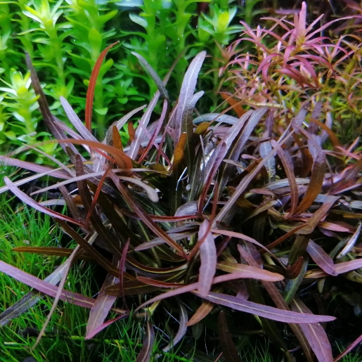 Hygrophila sp. "Araguaia"