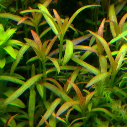 Hygrophila sp 'Pantanal'