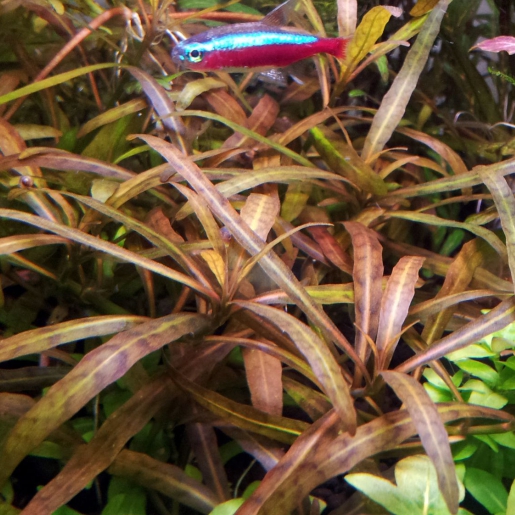 Hygrophila sp Tiger