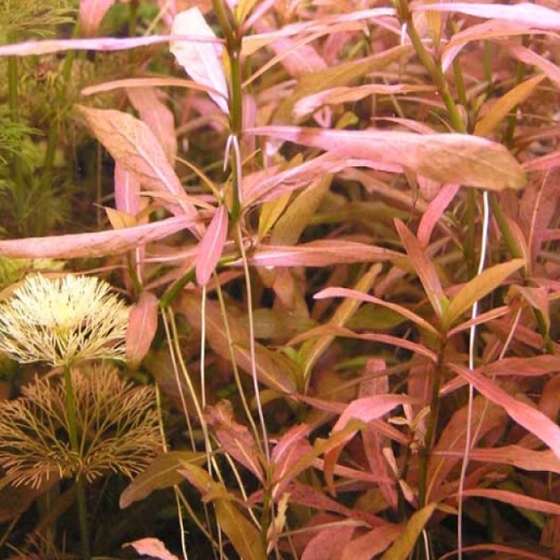 Hygrophila sp. Red