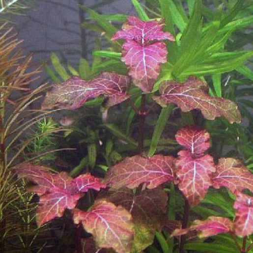 Hyptis lorentziana
