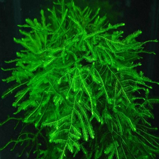 Java Moss (Taxiphyllum barbieri)