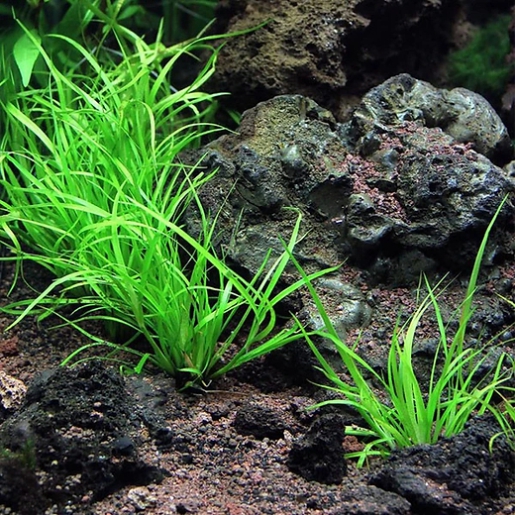 Juncus repens