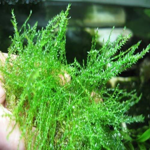 Leptodictyum Riparium "Stringy Moss"