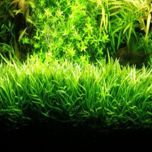 Lilaeopsis mauritiana