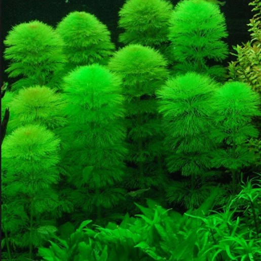 Limnophila aquatica
