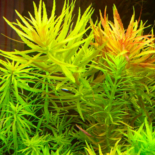 Limnophila aromatica