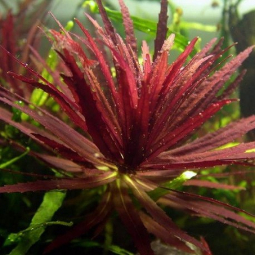 Limnophila hippuroides