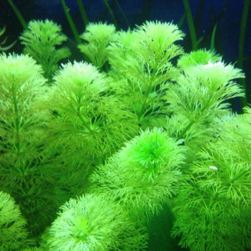 Limnophila sessiliflora 'Pinheirinho'
