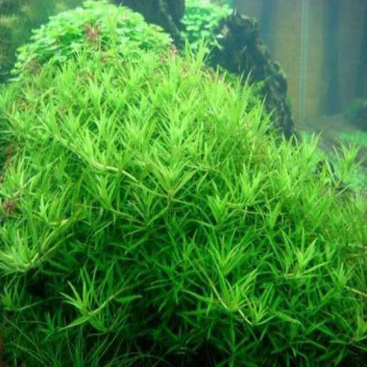 Limnophila sp vietnam