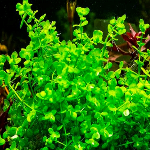 Lindernia rotundifolia