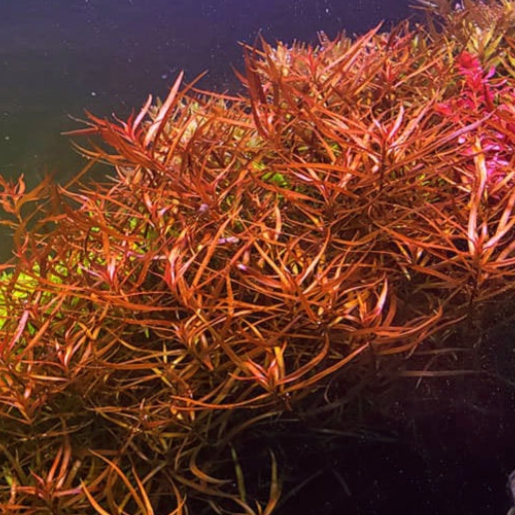 Ludwigia arcuata