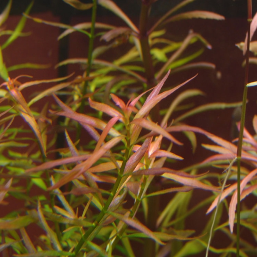 Ludwigia brevipes