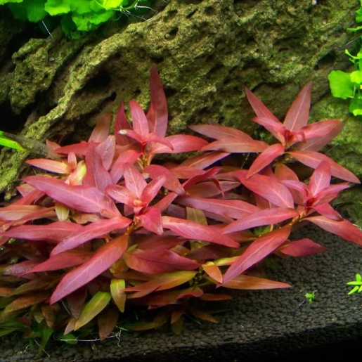 Ludwigia glandulosa