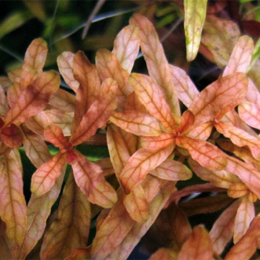 Ludwigia inclinata