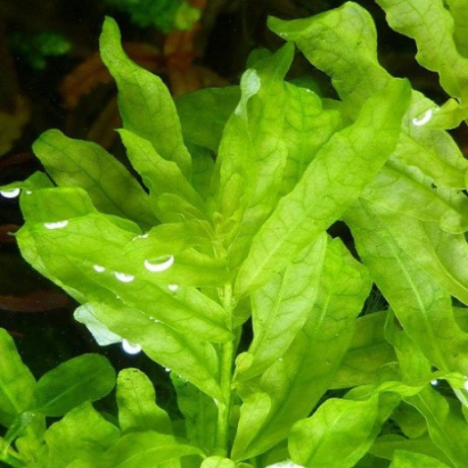 Ludwigia inclinata green