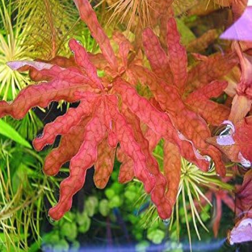 Ludwigia inclinata red