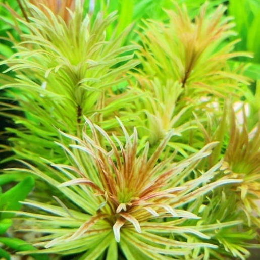 Ludwigia inclinata var verticillata 'cuba'