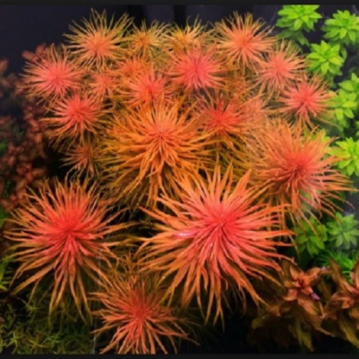 Ludwigia inclinata var. verticillata “Pantanal”