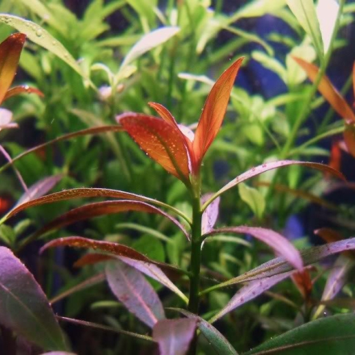 Ludwigia leptocarpa