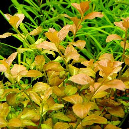 Ludwigia ovalis