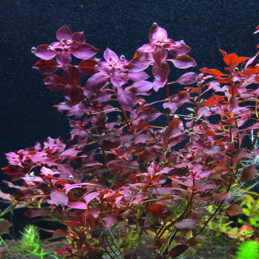 Ludwigia palustris