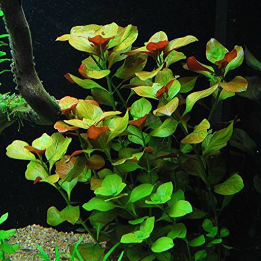 Ludwigia repens